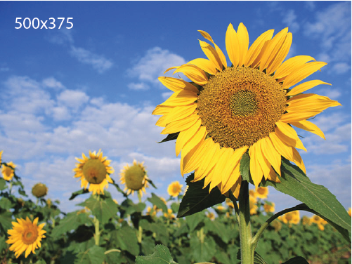 500x375 (1).png